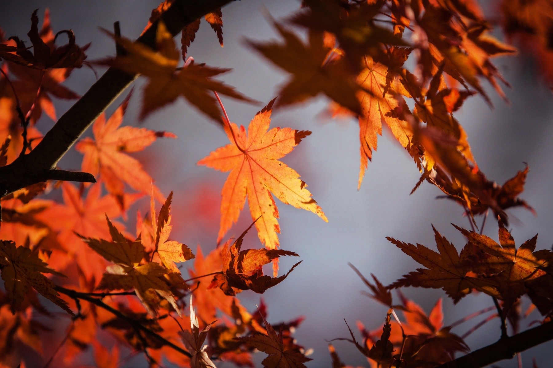 Zintuiglijke herfstvakantie