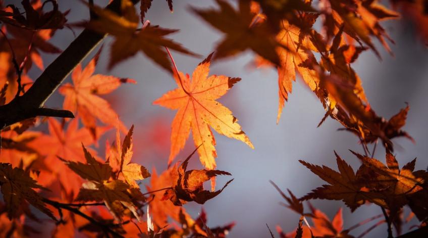 Zintuiglijke herfstvakantie