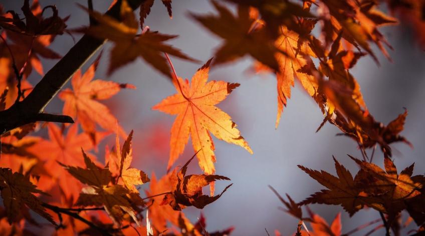 Vacances d'automne sensorielles