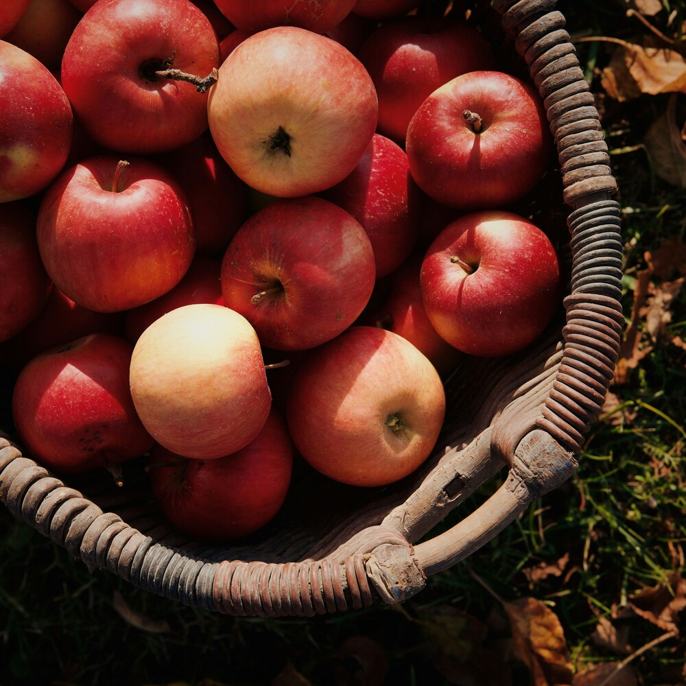 Houtopia - Mystère au pays des pommes